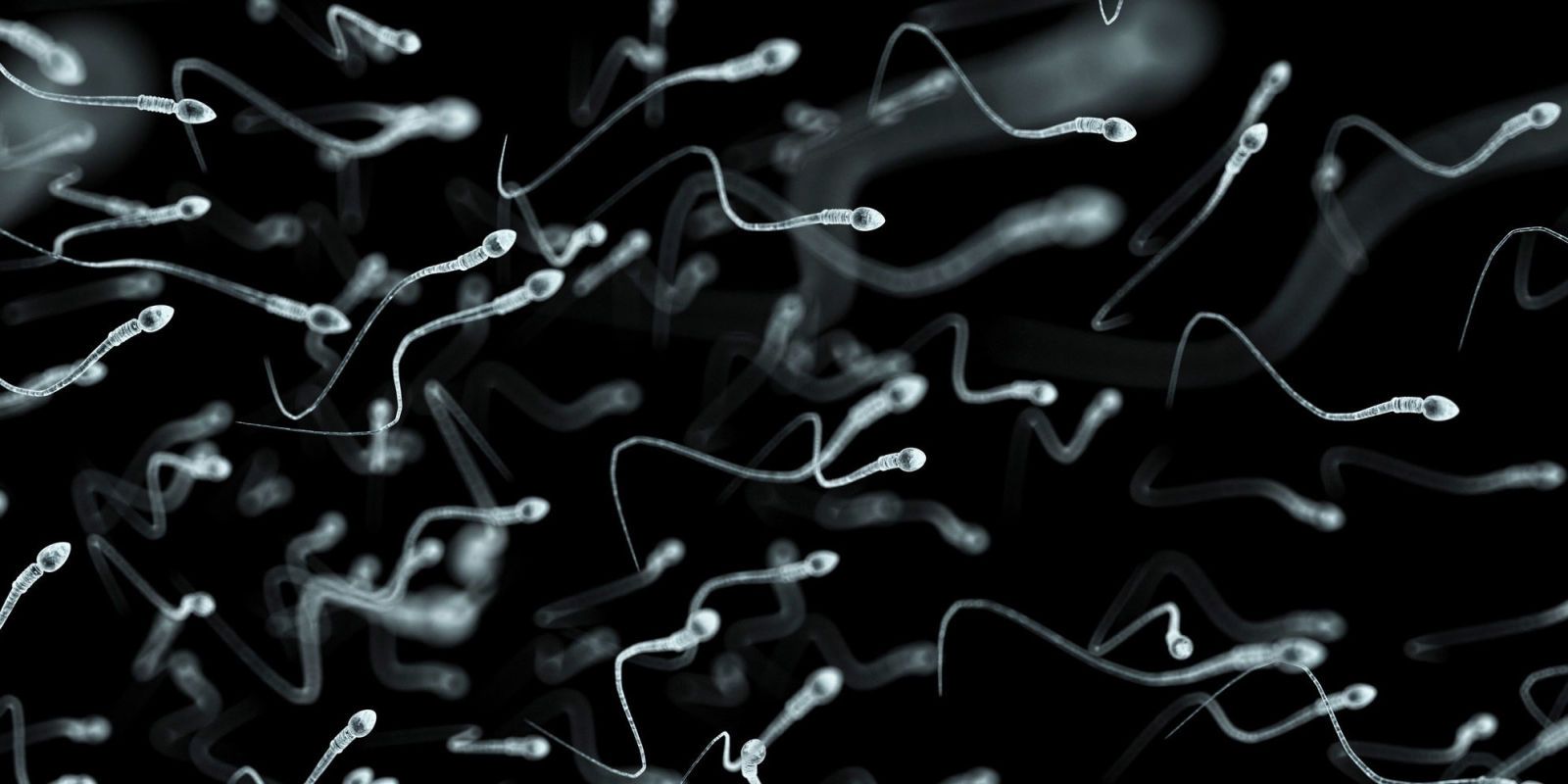 Ed and decrease in sperm
