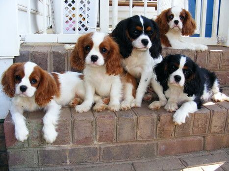 Adult cavalier king charles spaniel for sale