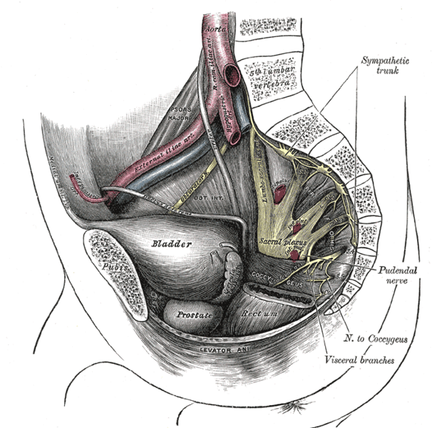 Anal sphincter nerve pudendal