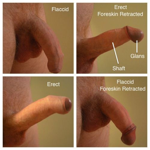 Hard uncircumcised penis erect