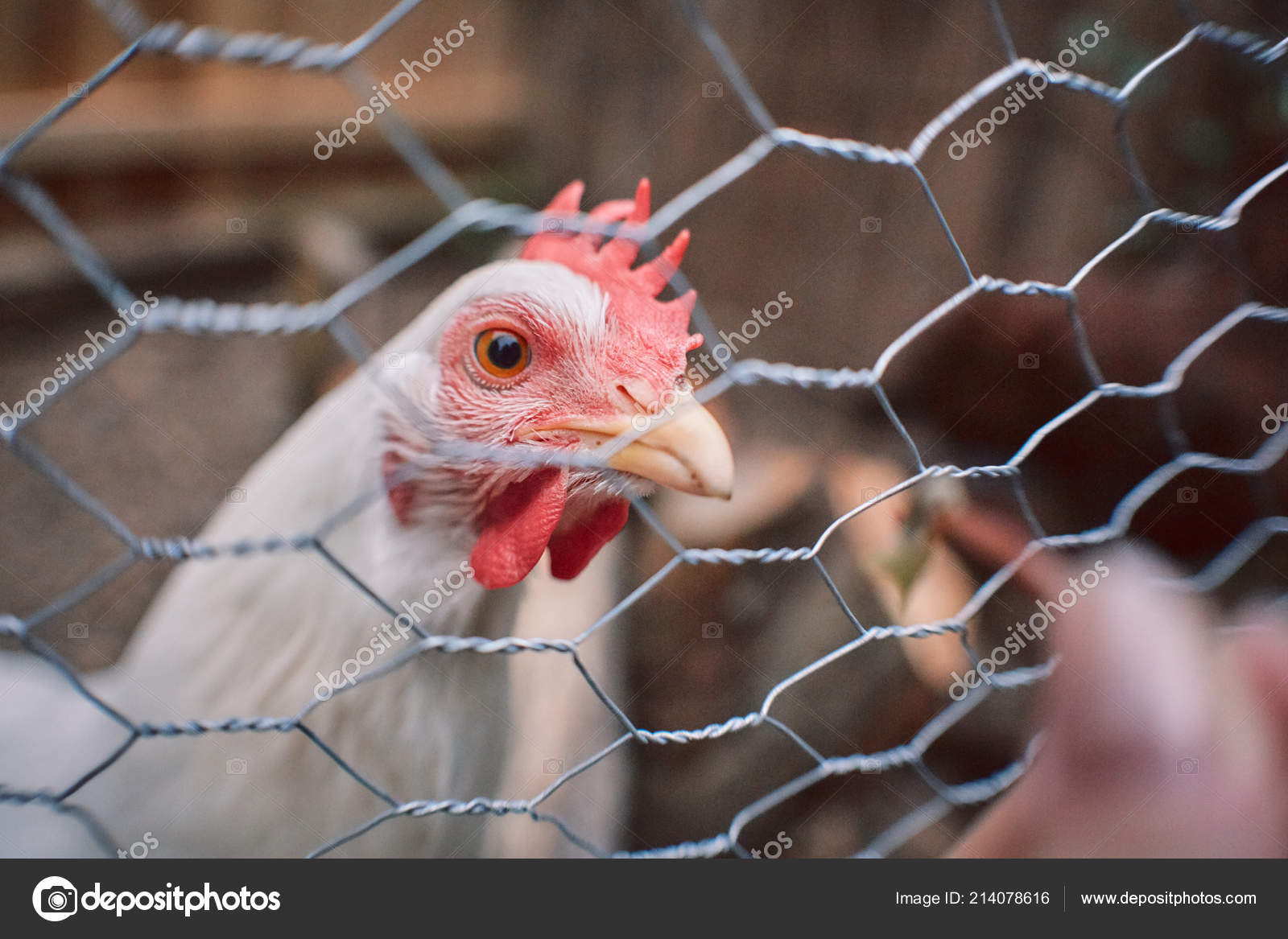 Cock to cock fencing
