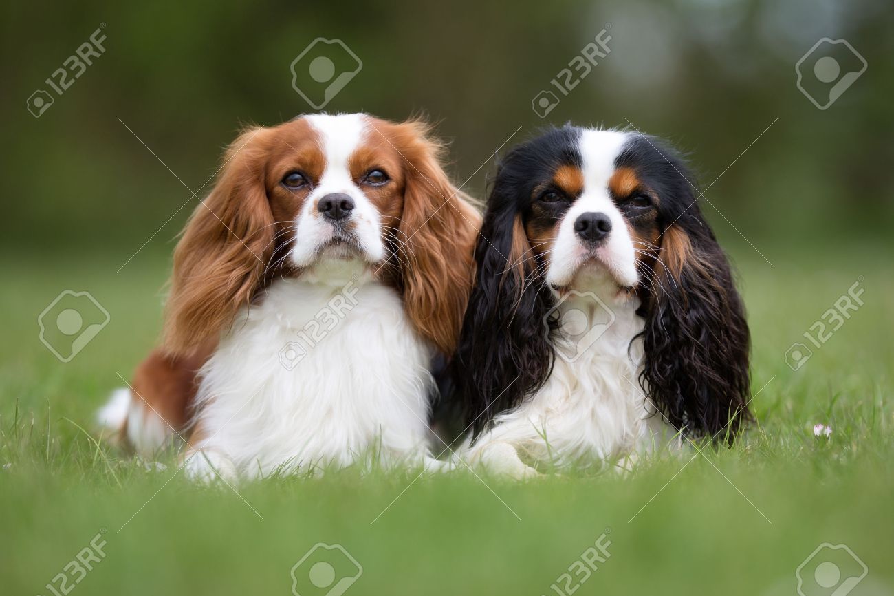 Adult cavalier king charles spaniel for sale