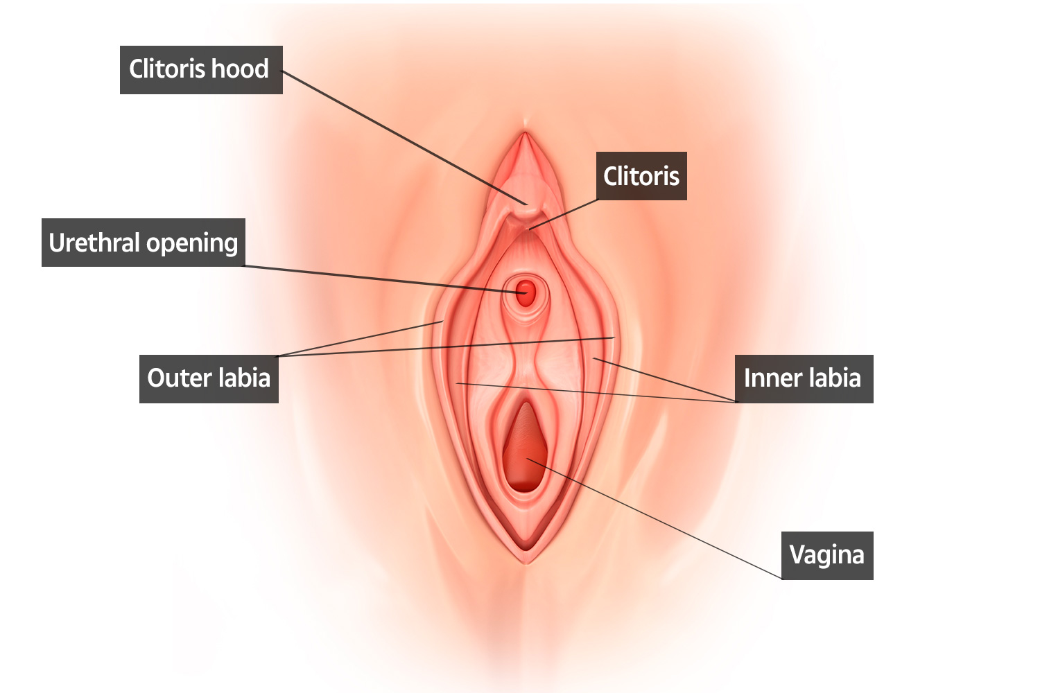Image of women vagina