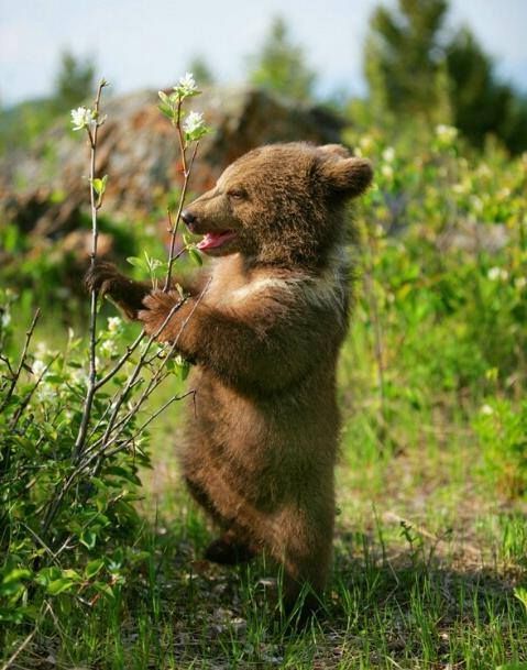 Hairy young bear cubs