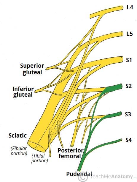 Anal sphincter nerve pudendal
